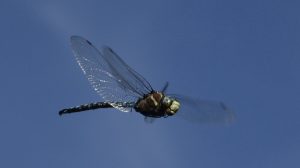 Gold Lake dragonfly